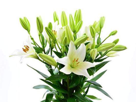 weiße Lilien - mit 5 Blüten von BestFlowers auf blumen.de