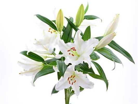weiße Lilien Oriental von BestFlowers auf blumen.de