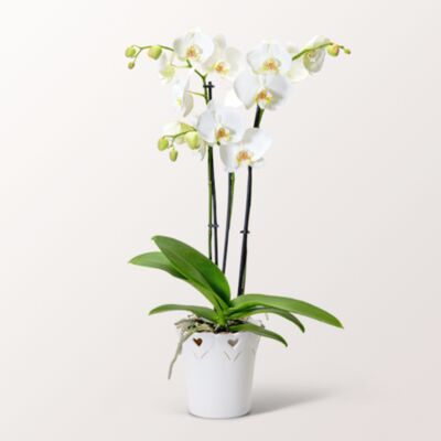 Weiße Orchidee  von FloraPrima auf blumen.de