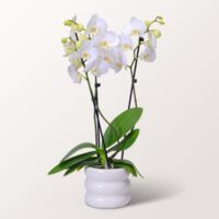 Weiße Orchidee  von FloraPrima auf blumen.de