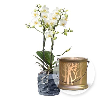 Weiße Orchidee im grauen Holztopf von Valentins auf blumen.de