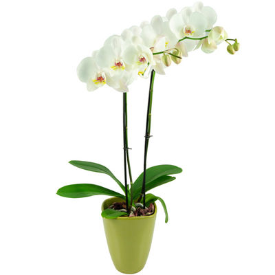 Weiße Orchidee von Bluvesa auf blumen.de