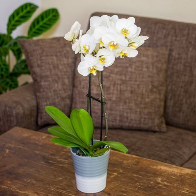 Weiße Orchidee im Übertopf von Blume Ideal auf blumen.de