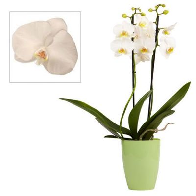 Weiße Orchidee von Florito FlowerPost auf blumen.de