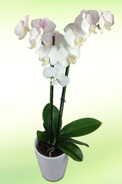 Weiße Orchidee von Rosenbote.de auf blumen.de