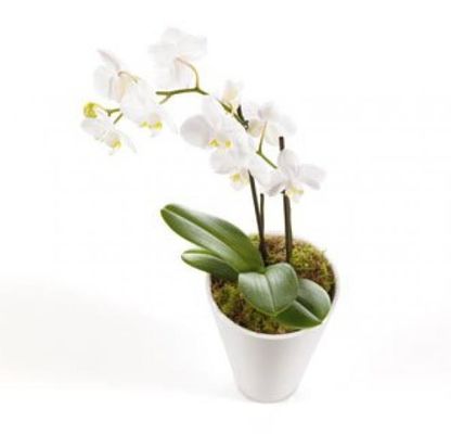 weiße Orchideenpracht von Flowers-deluxe auf blumen.de