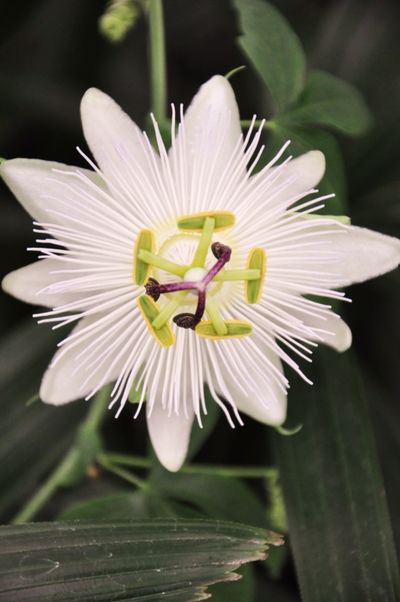 Weiße Passionsblume - Passiflora caerulea Constance Elliot von Der Palmenmann auf blumen.de