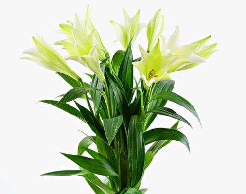 Weiße Premium-Lilien von BestFlowers auf blumen.de