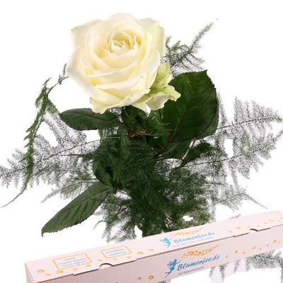Weiße Rose von Blumenfee auf blumen.de