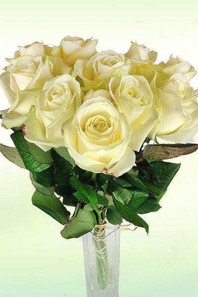 Weiße Rosen von Rosenbote.de auf blumen.de
