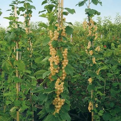 Weiße Säulen-Johannisbeere von Gärtner Pötschke auf blumen.de
