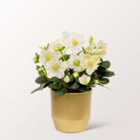 Weiße Schneerose von FloraPrima auf blumen.de