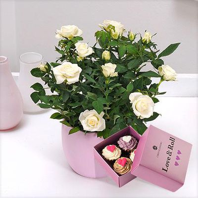 Weiße Topfrose im roséfarbenem Übertopf von Blume2000.de auf blumen.de