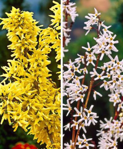 Weiße und gelbe Forsythie von Bakker auf blumen.de