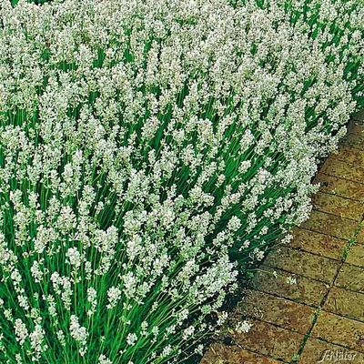 Weißer Lavendel ´Alba´  von Garten Schlüter auf blumen.de