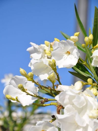 Weißer Oleander  von Der Palmenmann auf blumen.de