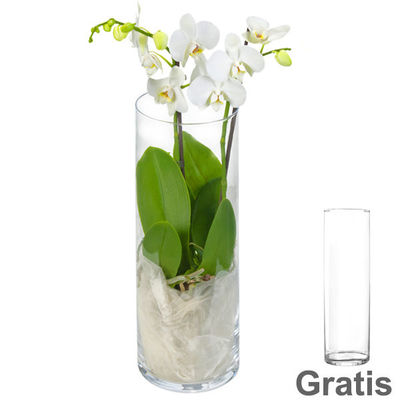 Weißer Orchideentraum in edler Vase von FloraPrima auf blumen.de