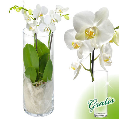 Weißer Orchideentraum  von FloraPrima auf blumen.de