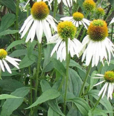 Weißer Sonnenhut von Nr-01 Pflanzenversand auf blumen.de