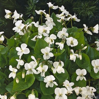 Weißes Pfingstveilchen ´Albiflora´ von Garten Schlüter auf blumen.de