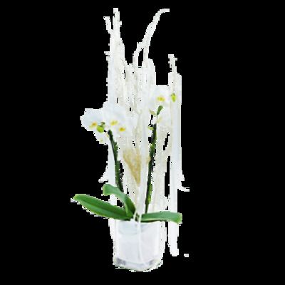 White Orchid  von Fleurop auf blumen.de