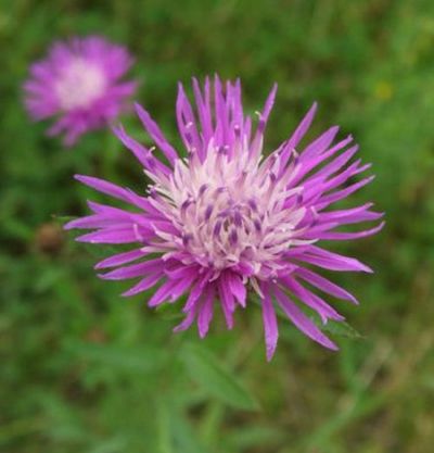 Wiesen-Flockenblume von Nr-01 Pflanzenversand auf blumen.de