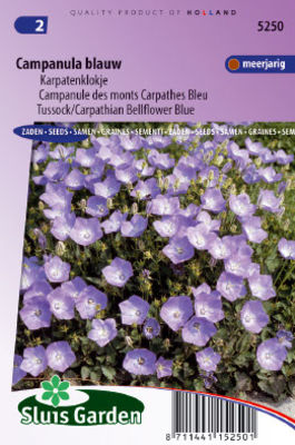 Wiesen-Glockenblume von Gartencenter Koeman auf blumen.de