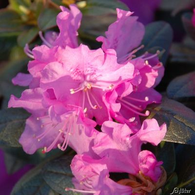 Wild-Rhododendron ´P. J. M. Elite´  von Garten Schlüter auf blumen.de