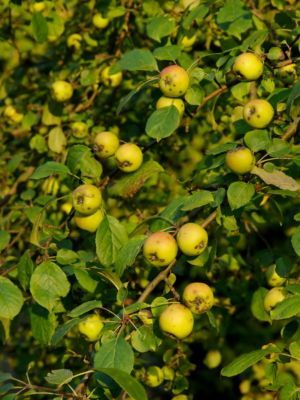 Wildapfel Busch von GartenXXL auf blumen.de