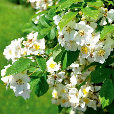 Wildrose Rosa pimpinellifolia von TOM-GARTEN auf blumen.de