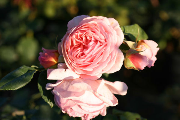 William Morris® - Wurzelnackte Rose  von Rosen-Direct auf blumen.de