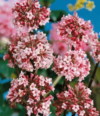 Winter-Schneeball ´Charles Lamont´ von GartenXXL auf blumen.de