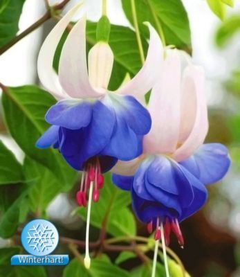 Winterharte Fuchsien ´Blue Sarah´ von GartenXXL auf blumen.de