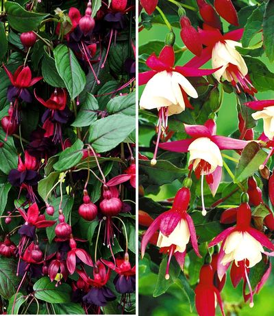 Winterharte Fuchsien - Sortiment von BALDUR-Garten auf blumen.de