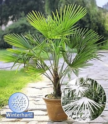 Winterharte Kübel-Palmen, Trachycarpus fortunei von GartenXXL auf blumen.de