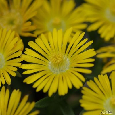 Winterharte Mittagsblumen ´Rise and Shine´  von Garten Schlüter auf blumen.de