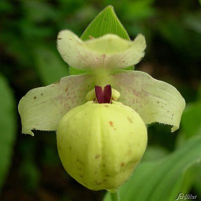 Orchidee ´Gelber Frauenschuh´ von Garten Schlüter auf blumen.de