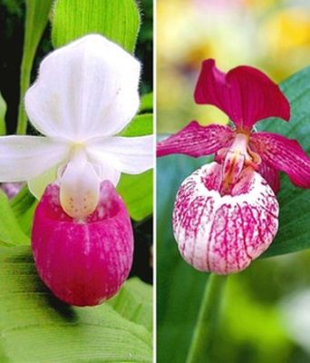 Winterharte Orchideen-Kollektion von BALDUR-Garten auf blumen.de