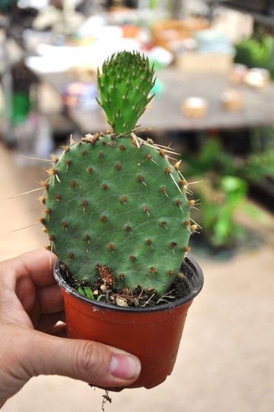 Winterharter Kaktus von Der Palmenmann auf blumen.de