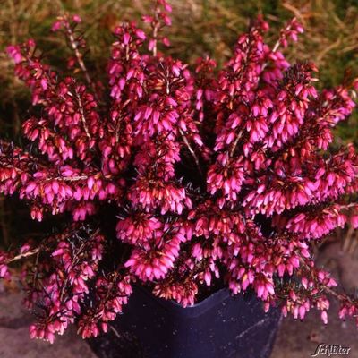 Winterheide ´Rubinfeuer´ von Garten Schlüter auf blumen.de