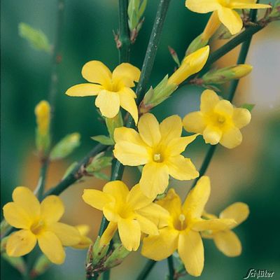 Winterjasmin von Garten Schlüter auf blumen.de