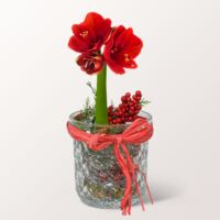 Wintermärchen im Glas von FloraPrima auf blumen.de