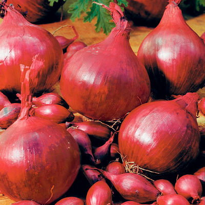 Wintersteckzwiebel Rote Winter von Gärtner Pötschke auf blumen.de