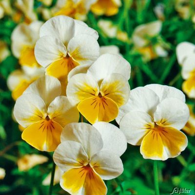 Winterveilchen 'Ice Babies® Cream Yellow Lips' von Garten Schlüter auf blumen.de