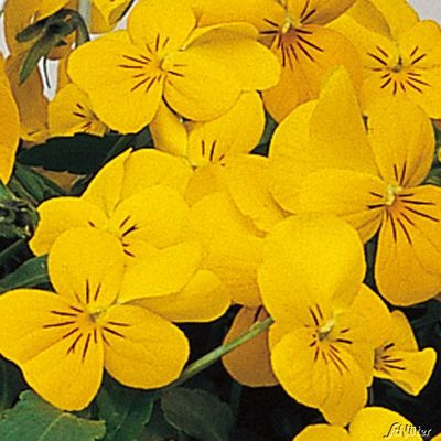 Winterveilchen 'Ice Babies® Golden Yellow' von Garten Schlüter auf blumen.de