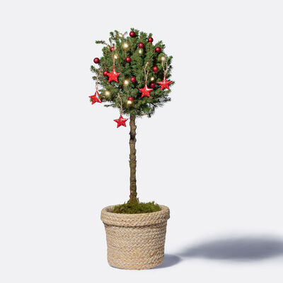 Winterzauber Picea Stämmchen  von Blume2000.de auf blumen.de