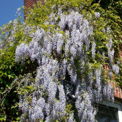Wisteria sinensis - Blauregen von Pflanzenwelt Biermann auf blumen.de