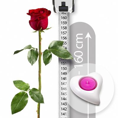 XXL-Rose  von Valentins auf blumen.de