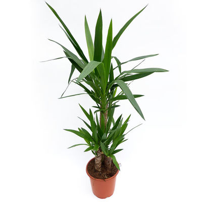 Yucca-Palme von Gärtner Pötschke auf blumen.de