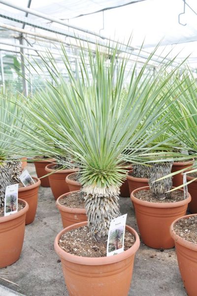 Yucca rostrata (bewurzelt) von Der Palmenmann auf blumen.de